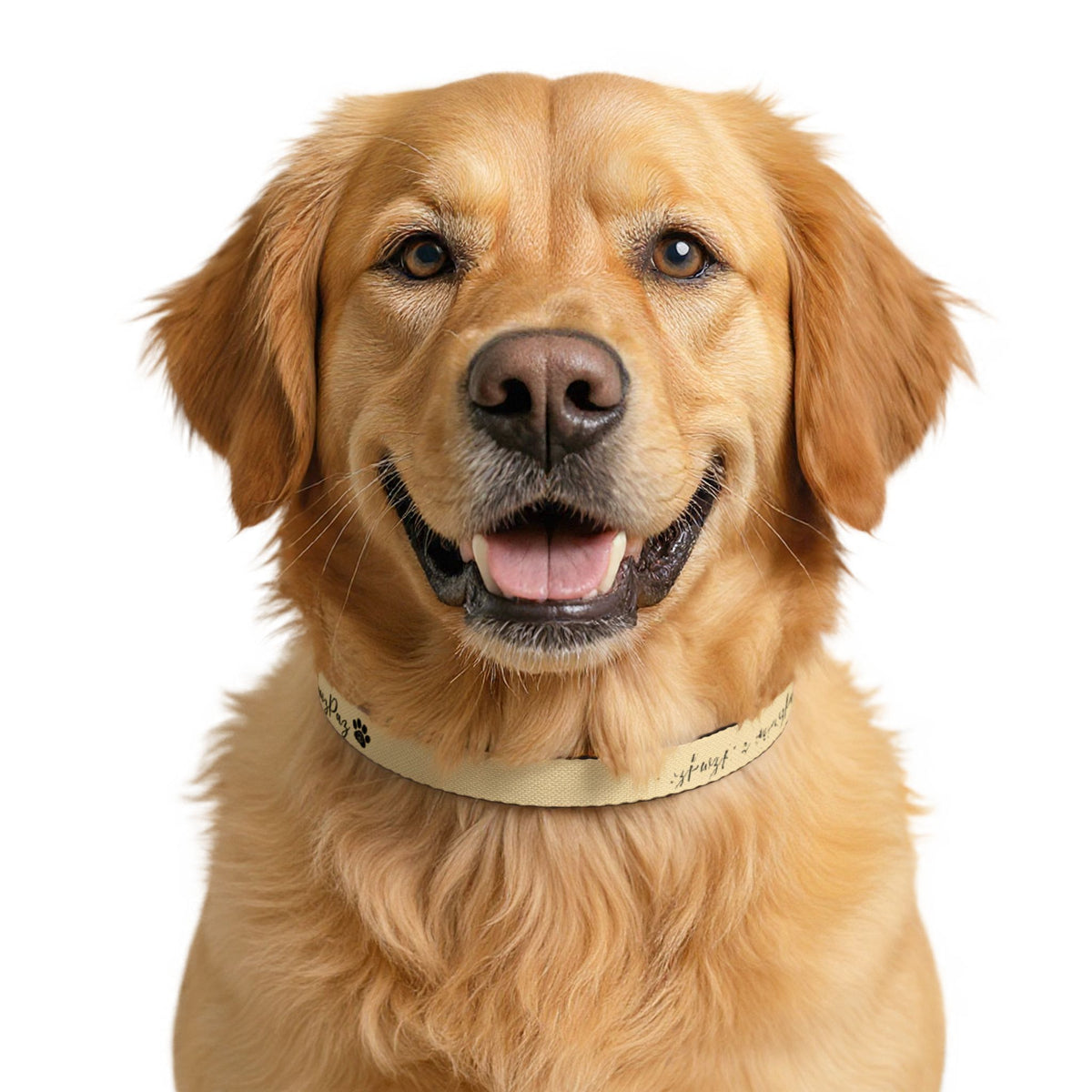 PawzPaz Cream Script Clip-On Dog Collar