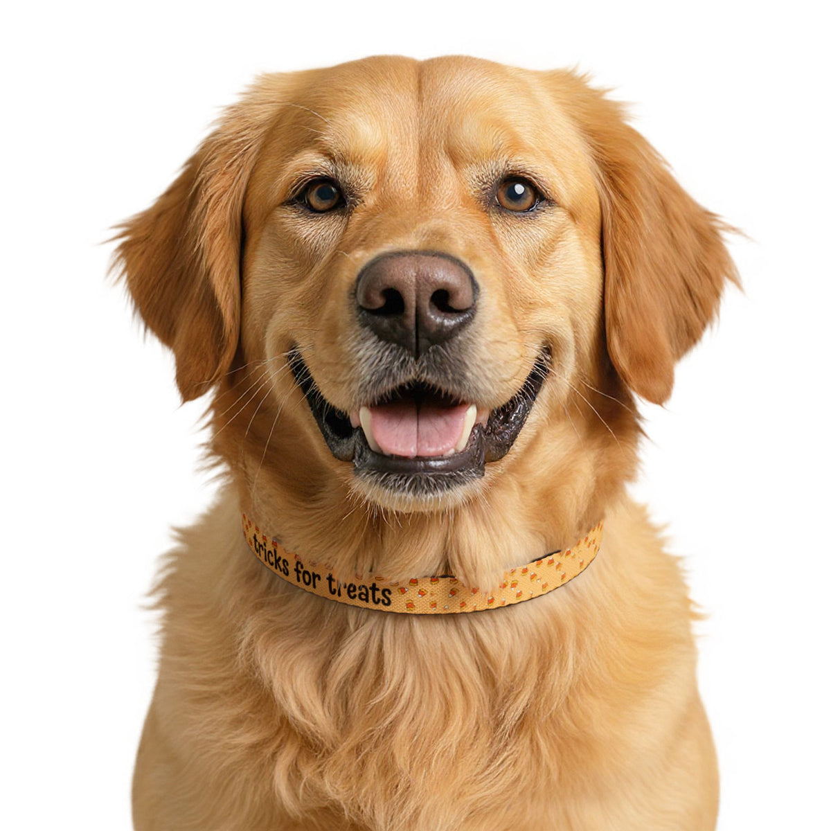 Tricks for Treats Halloween Clip-On Dog Collar