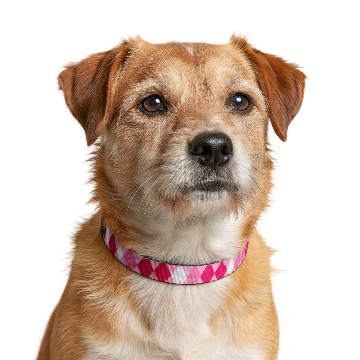 Pink Argyle Clip-On Dog Collar