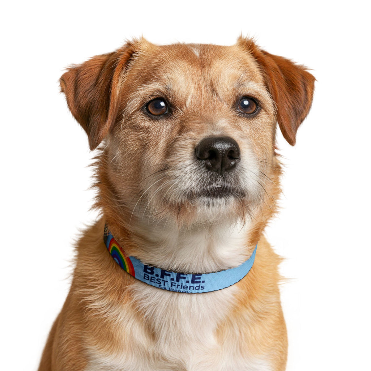 B.F.F.E. Rainbow Blue Clip-On Dog Collar