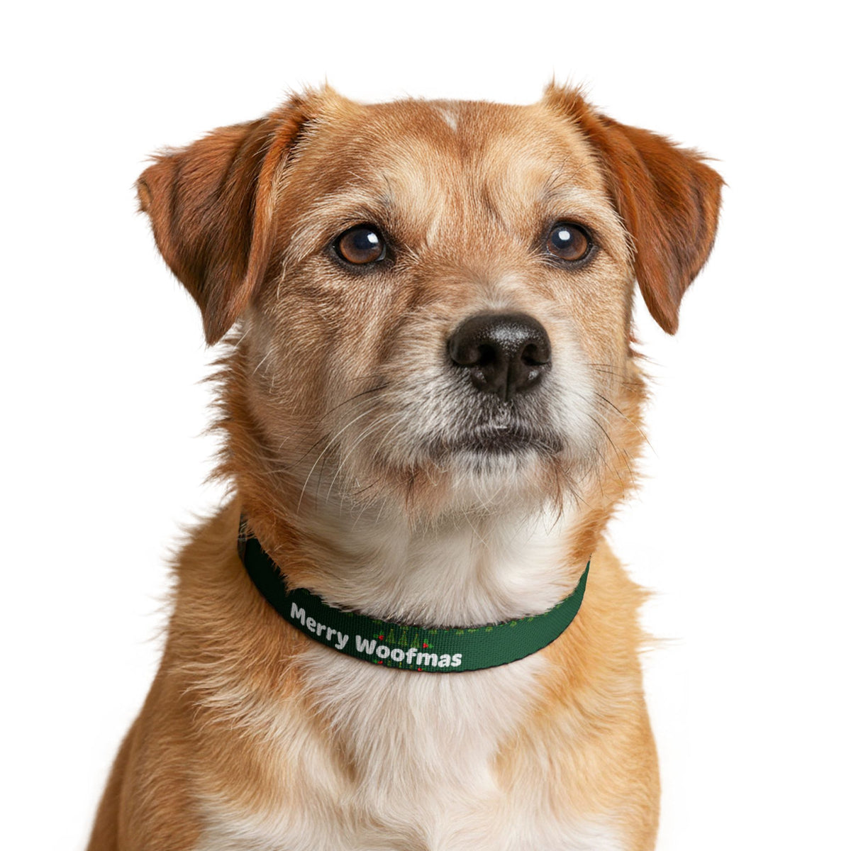 Merry Woofmas Christmas Clip-On Dog Collar