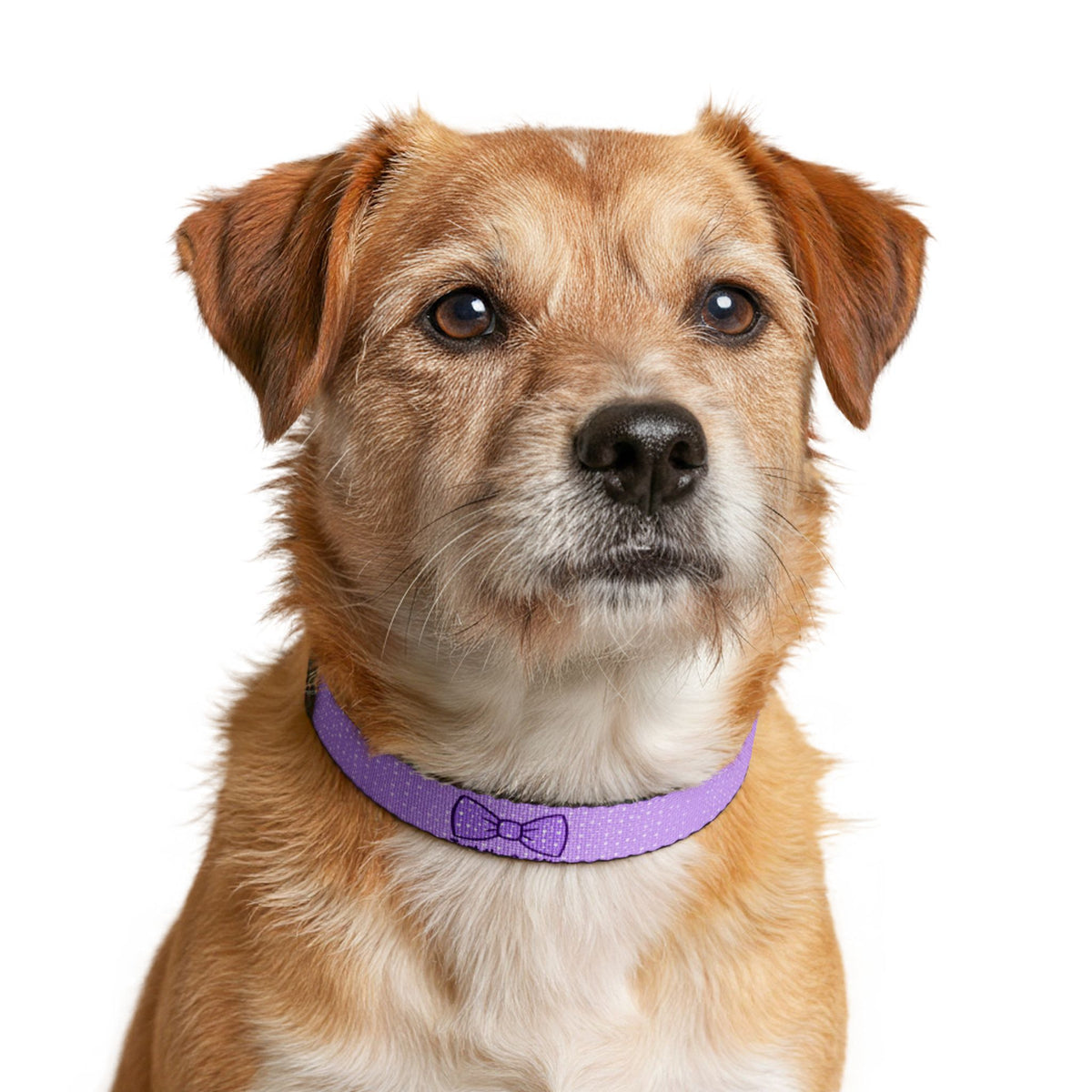 Just the 2 of Us Clip-On Dog Collar