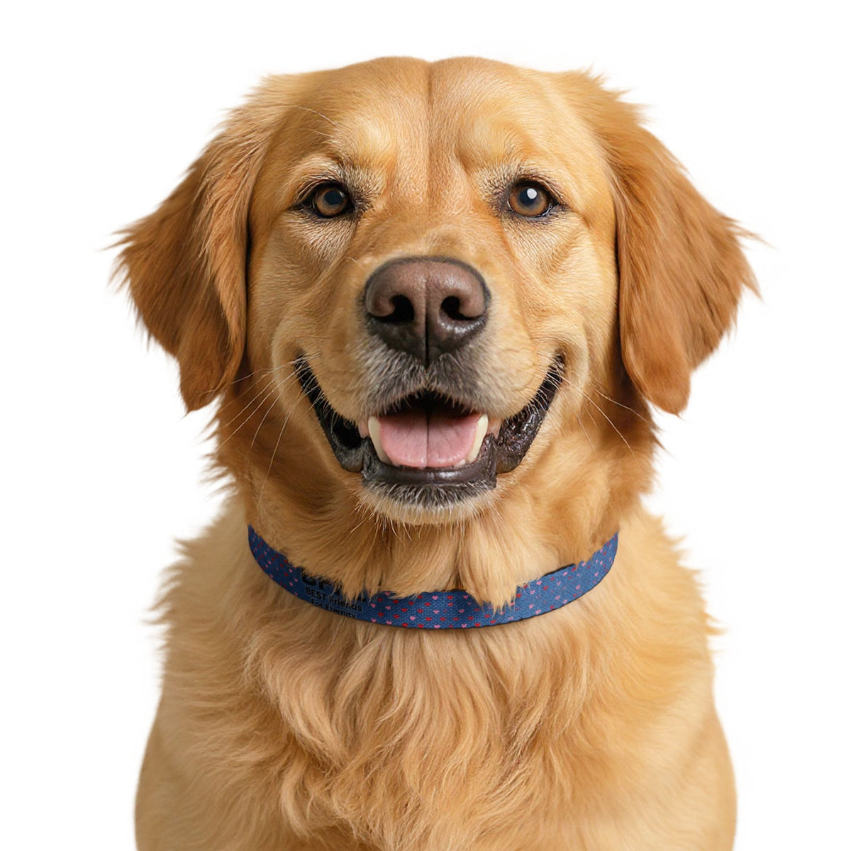BFFE Denim Hearts Clip-On Dog Collar