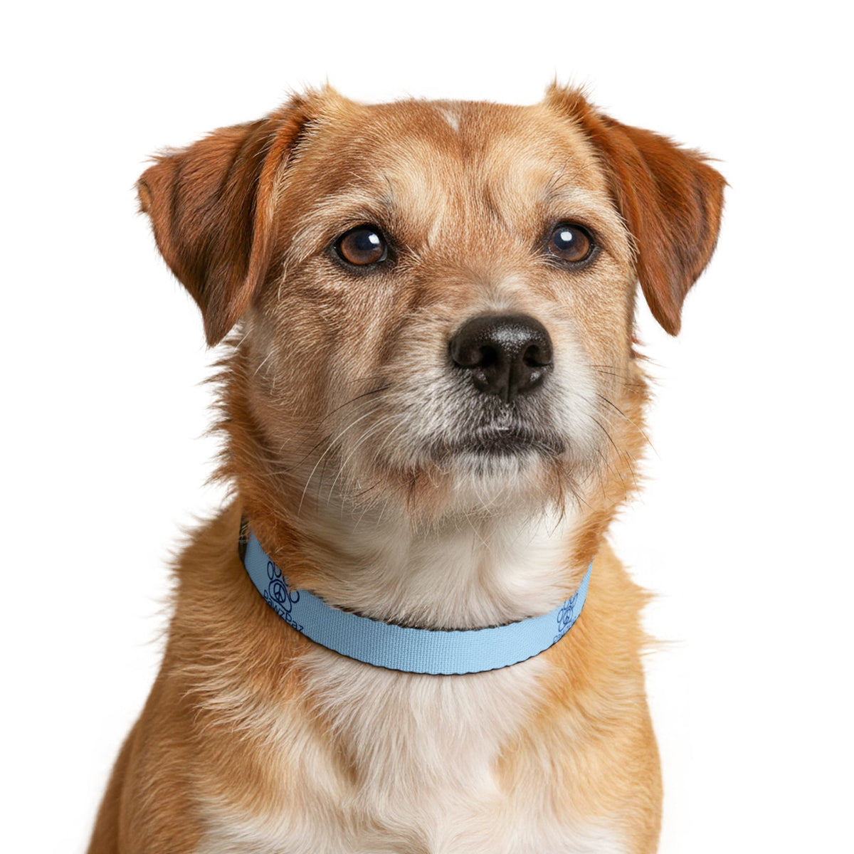 PawzPaz for Boy Dogs Blue Clip-On Dog Collar