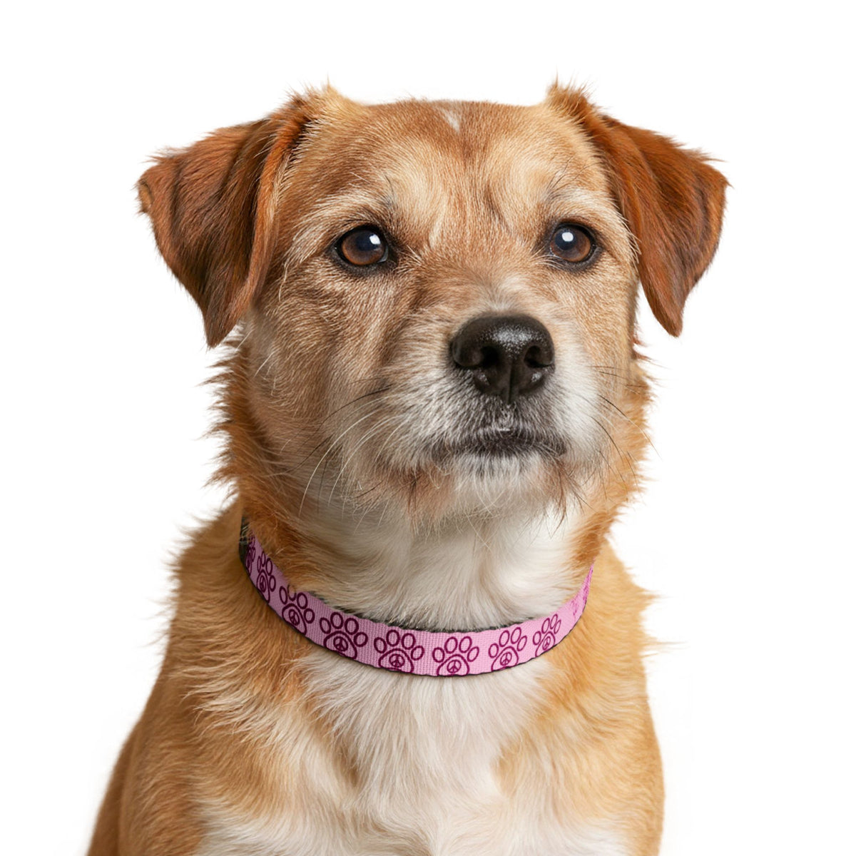 PawzPaz Pink Paw Pattern Clip-On Dog Collar