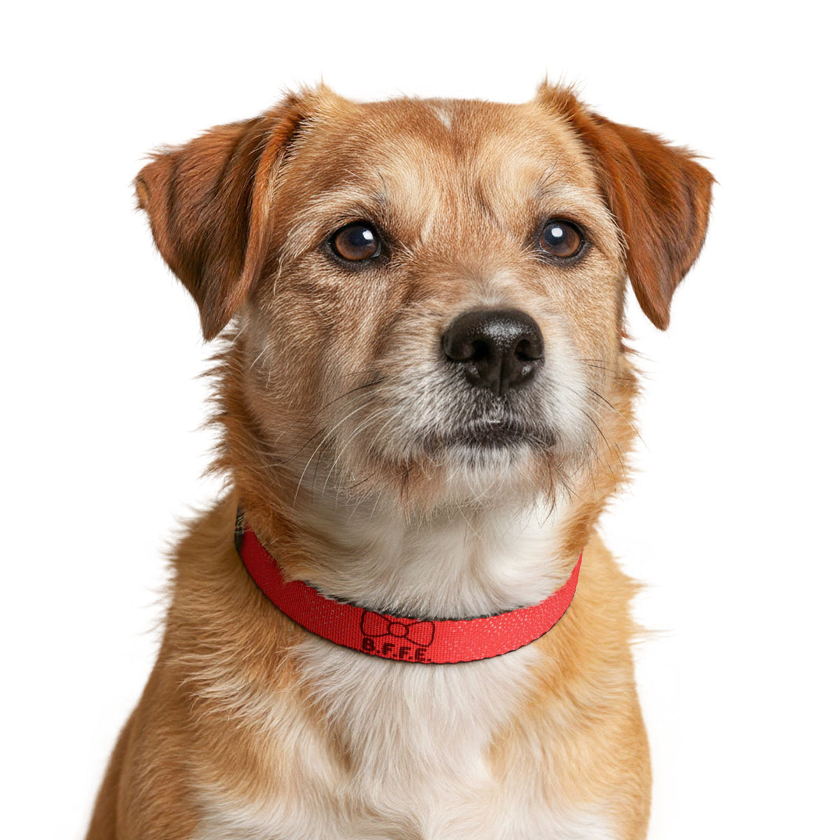 B.F.F.E. Best Friends For Eternity Red Clip-On Dog Collar