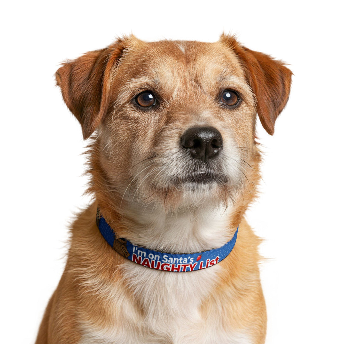I'm on Santa's Naughty List Christmas Clip-On Dog Collar
