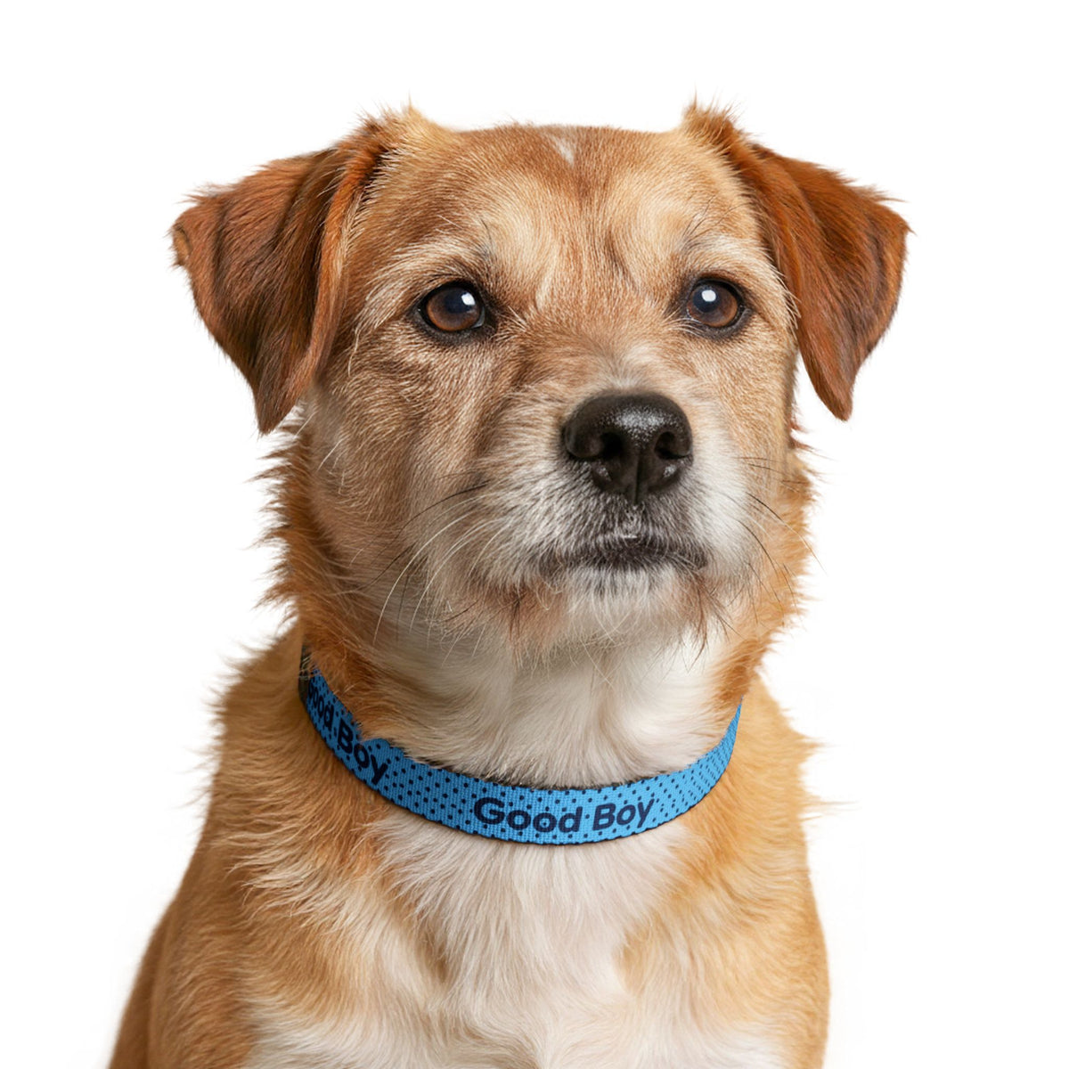 Good Boy Blue Polka Dot Clip-On Dog Collar