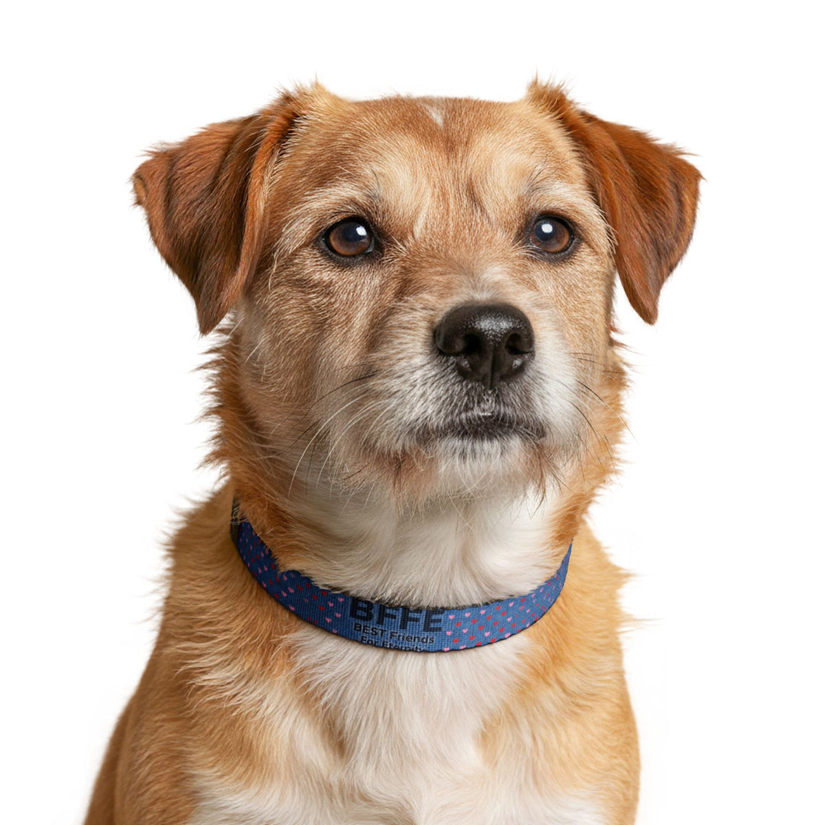 BFFE Denim Hearts Clip-On Dog Collar