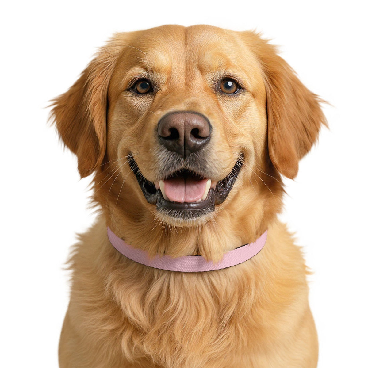 PawzPaz for Girl Dogs Pink Clip-On Dog Collar
