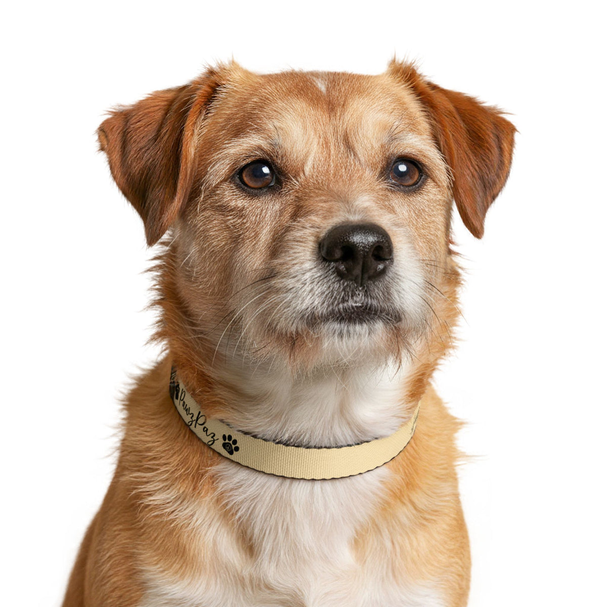 PawzPaz Cream Script Clip-On Dog Collar