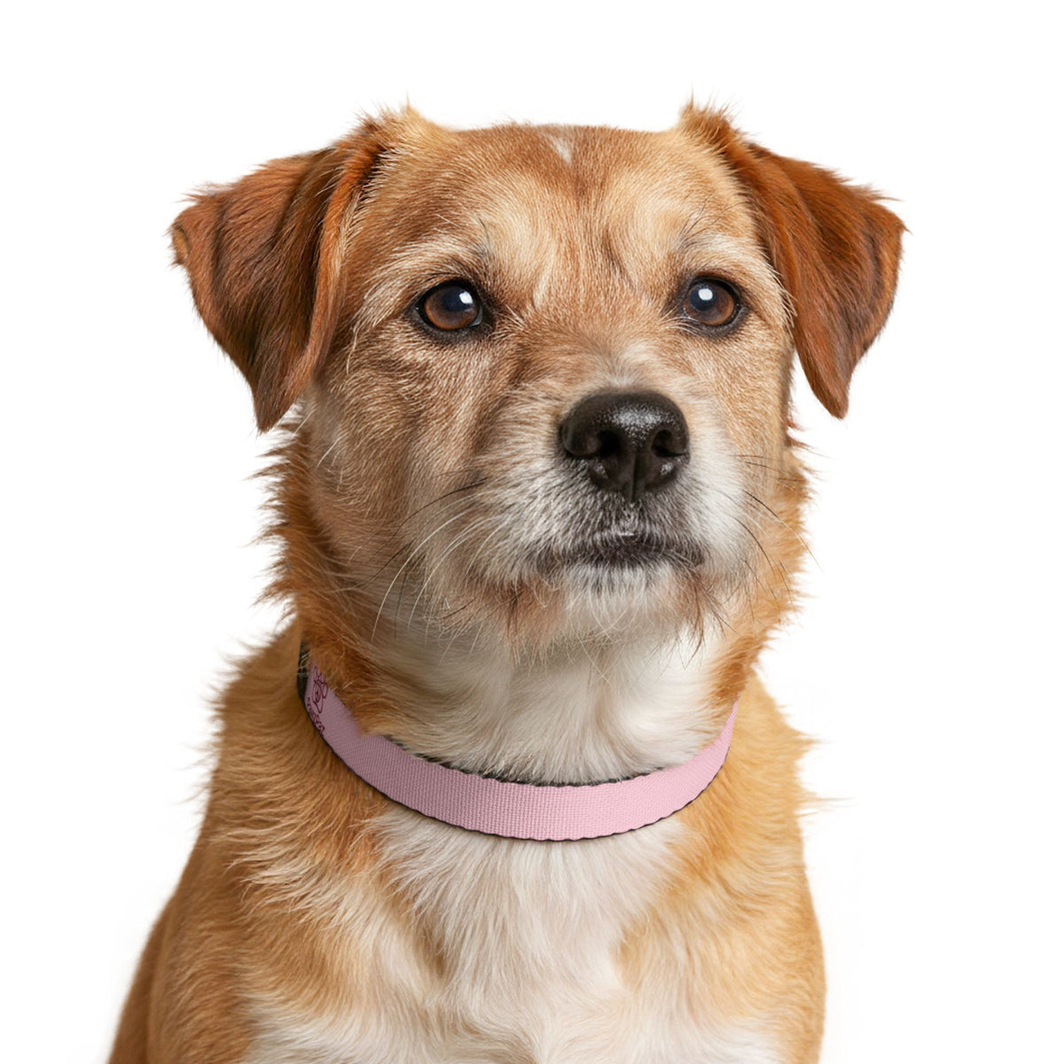 PawzPaz for Girl Dogs Pink Clip-On Dog Collar