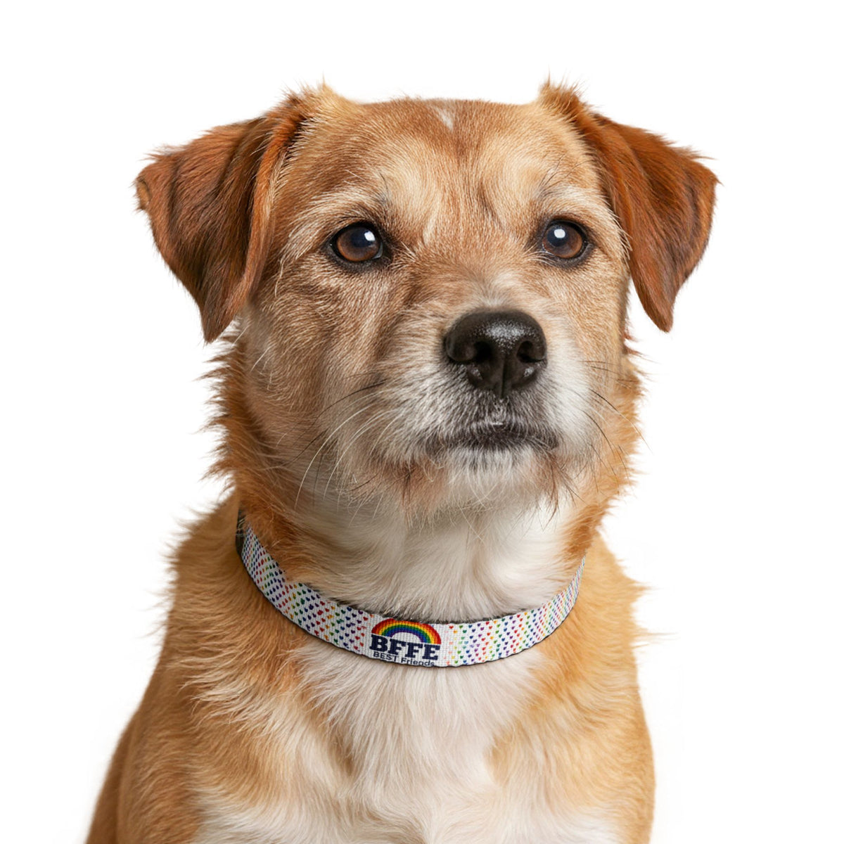 BFFE Rainbow Hearts Clip-On Dog Collar