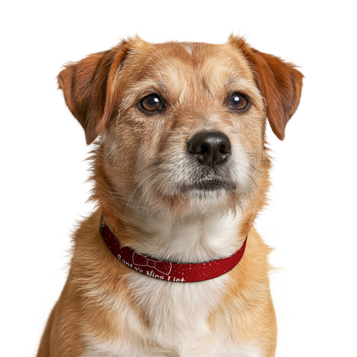 Santa's Nice List Christmas Clip-On Dog Collar