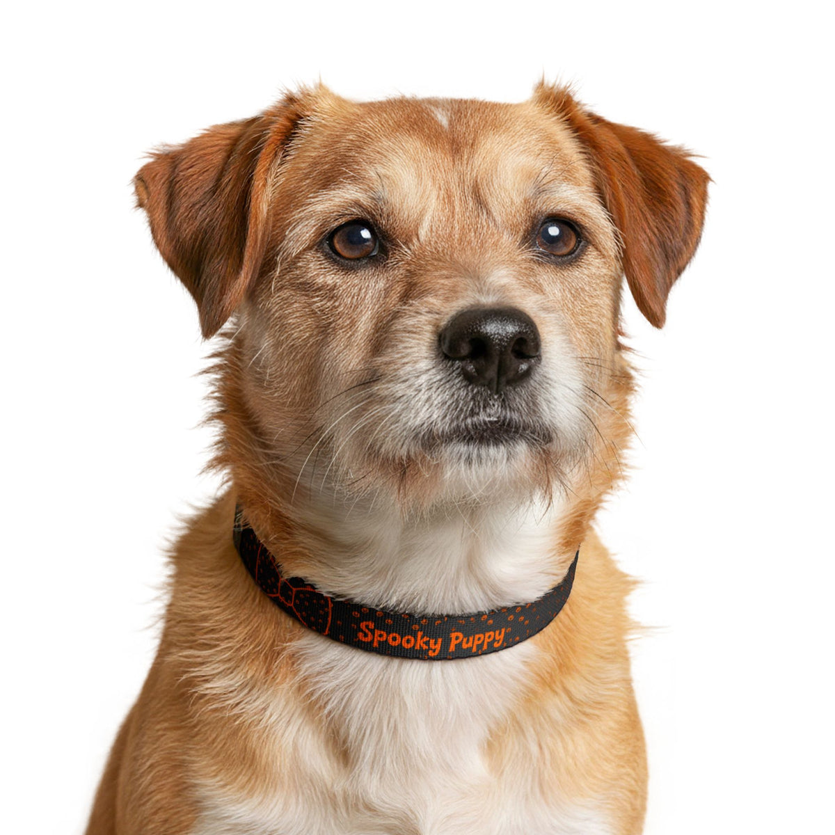 Spooky Puppy Halloween Clip-On Dog Collar