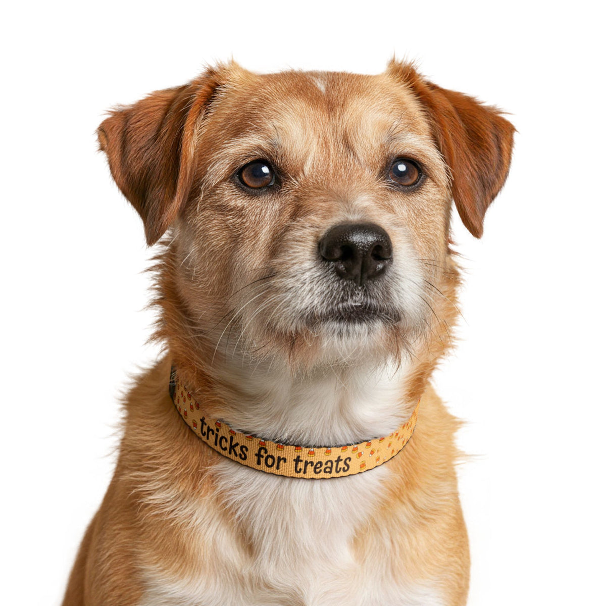 Tricks for Treats Halloween Clip-On Dog Collar